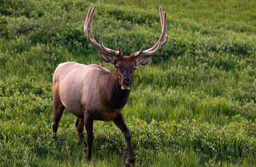Naklejka na ściany i meble A Large Bull Elk Roaming the Mountainside of the Rocky Mountains
