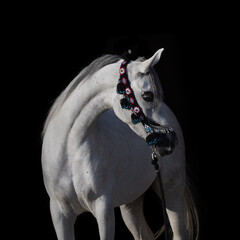 Portrait of a beautiful white arabian horse with show halter on black background isolated, head...