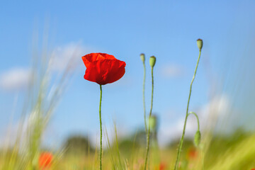 Red poppy flower