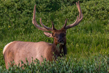 A Large Bull Elk with Velvet Antlers Lazily Grazing on Grass in the Rocky Mountains on a Summer Morning