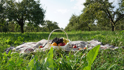 Picnic in the garden. Fruit in a basket on the carpet. Green grass, pear trees, blue sky and white clouds are all around. Romantic atmosphere. Trees stand in a row. Almaty, Kazakhstan.