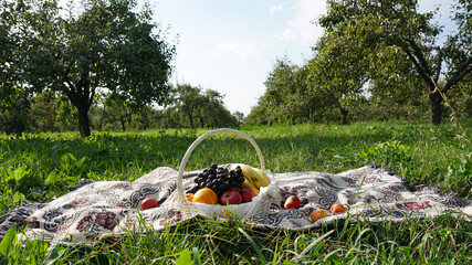 Picnic in the garden. Fruit in a basket on the carpet. Green grass, pear trees, blue sky and white clouds are all around. Romantic atmosphere. Trees stand in a row. Almaty, Kazakhstan.
