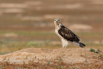 A Beautiful Ferruginous Hawk on the Prairie