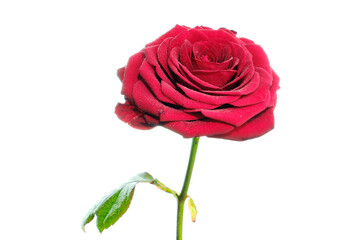 Red rose flower on white background