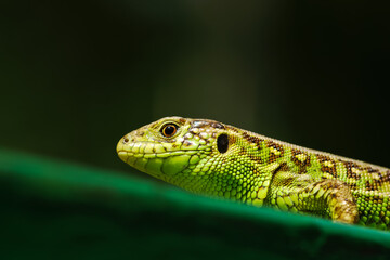 Closeup on green lizard in natural habitat. Beautiful reptile in the garden