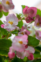 Flowering branch of Begonia cucullata, beautiful blooming pink flowers on bokeh garden background. Selective focus.