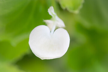 Close up of beautiful heart shape white flowers, Murdannia giganteum is a small wildflower on blurry garden background. Selective focus and copy space.