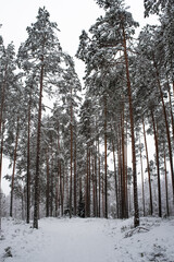 Snowy pine forest in frosty winter