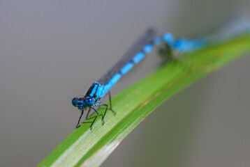 Closeup on blue dragonfly on green plant