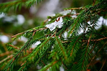 Green Christmas tree branches in the snow