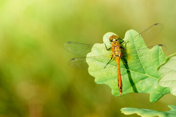 Closeup on yellow and orange dragonfly on green plant