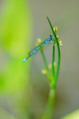 Closeup on blue dragonfly on green plant