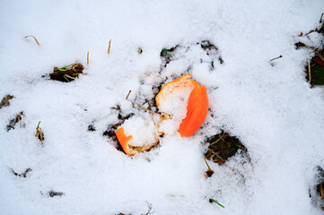 The skin from an orange tangerine lies on the white snow
