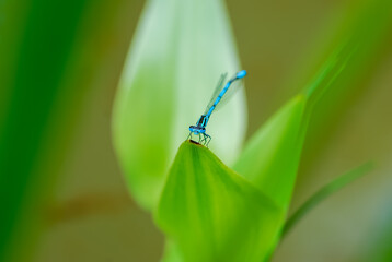 Closeup on blue dragonfly on green plant