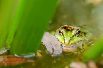 Green frog on water, garden, spring in Poland