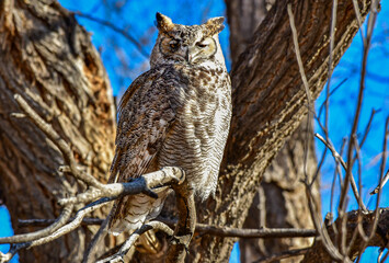 A Great Horned Owl Roosting on a Warm Summer Morning