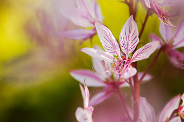 Pink flowers in the garden, spring