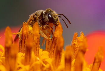 A Macro Photo of a Honey Bee Feeding on a Flower and Gathering Pollen