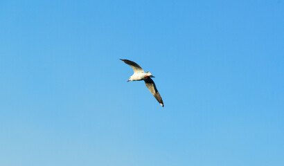 Seagulls flying in the sky above the sea