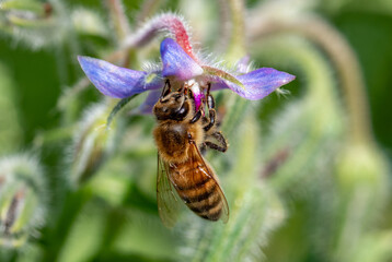 A Macro Photo of a Honey Bee Feeding on a Flower and Gathering Pollen