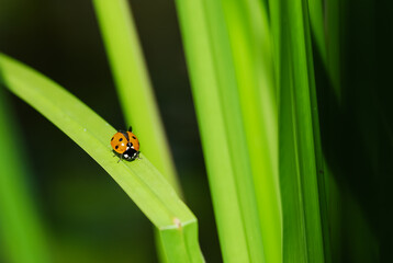Ladybug on the leaf, grey and black background