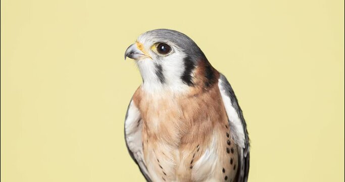 Stop action animation of a peregrine falcon