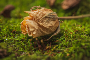 Rose- dry flowers on green moss
