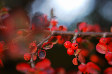 Red and black, autumn, macro photography