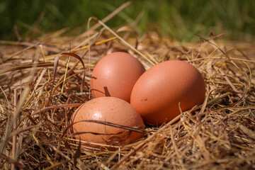 Organic chicken Eggs with brown Shell on a Straw. Easter concept. Happy Easter card with copy space for text. Rustic cozy still life. 