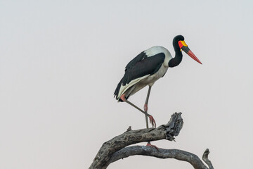 Saddle-billed Stork (Ephippiorhynchus senegalensis) standing in a tree in the Timbavati Reserve, South Africa