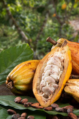 Cut cocoa fruits and raw cocoa beans with defocused cocoa plantation in the background.