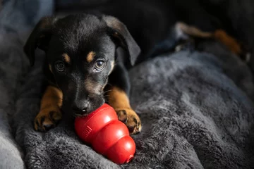 Foto op Plexiglas The popular Kong ball dog toy. Black puppy chewing Kong toy. Calm puppy playing at sofa.  © Natlia