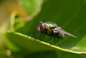 Common Housefly On a Leaf
