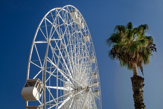 White ferris wheel above a blue flat sky next to a palm in a coastal location beautiful background wallpaper