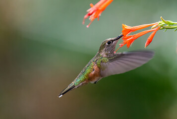 A Hummingbird Feeding on Wildflower Nectar