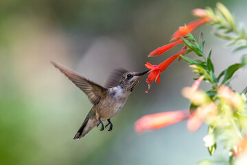 Fototapeta na wymiar A Hummingbird Feeding on Wildflower Nectar