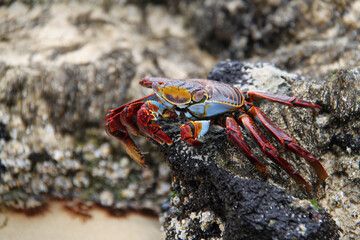 The red crab of the Galapagos Islands
