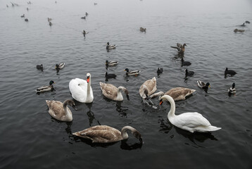 White and grey swans in the fog, lake
