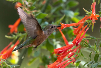 Fototapeta premium A Hummingbird Feeding on Wildflower Nectar
