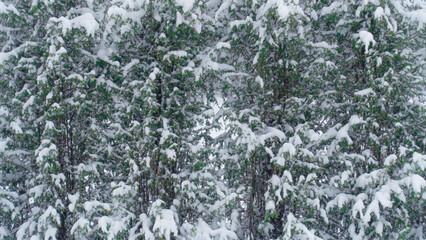 Green thuja covered with snow.