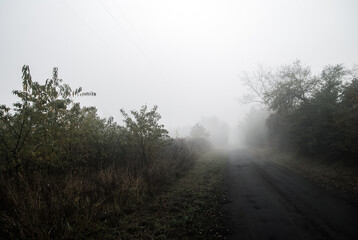 Fototapeta na wymiar Way in the fog, trees, grey colors