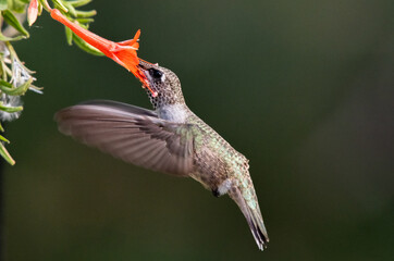 A Hummingbird Feeding on Wildflower Nectar