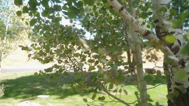 CU Close up of birch tree