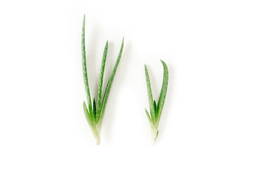 Aloe vera isolated on white background. Medicinal plant. Used to treat and to make a cream. Flat lay. Top view.