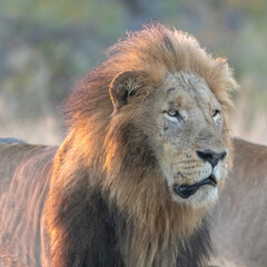 Fototapeta na wymiar Male Lion (Panthera leo) in the Timbavati Reserve, South Africa
