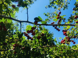 wild red berries