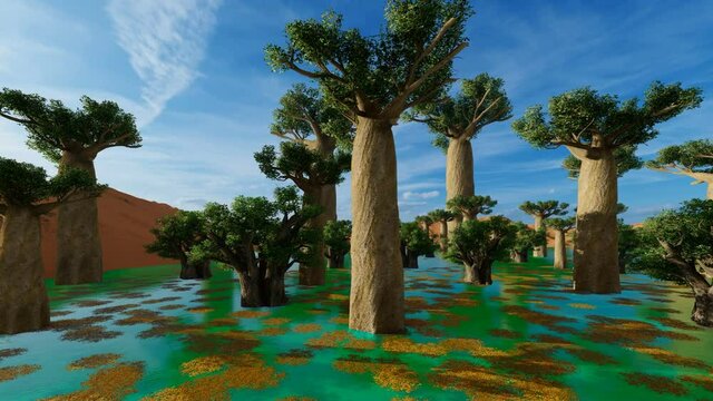 Pan of baobabs tree on a sunny day