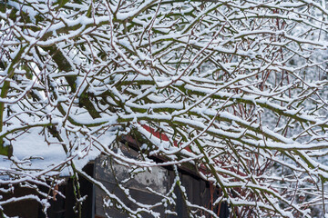 winter park with snow covered trees. Branches of trees brought by snow. Snowfall. branches of bushes are covered with snow. Winter