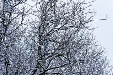 winter park with snow covered trees. Branches of trees brought by snow. Snowfall. branches of bushes are covered with snow. Winter