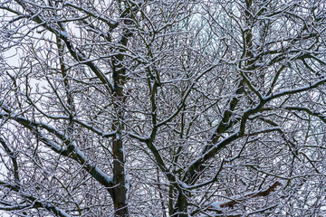 winter park with snow covered trees. Branches of trees brought by snow. Snowfall. branches of bushes are covered with snow. Winter